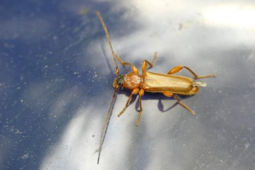 Réf. 205 328 : Phymatodes testaceus